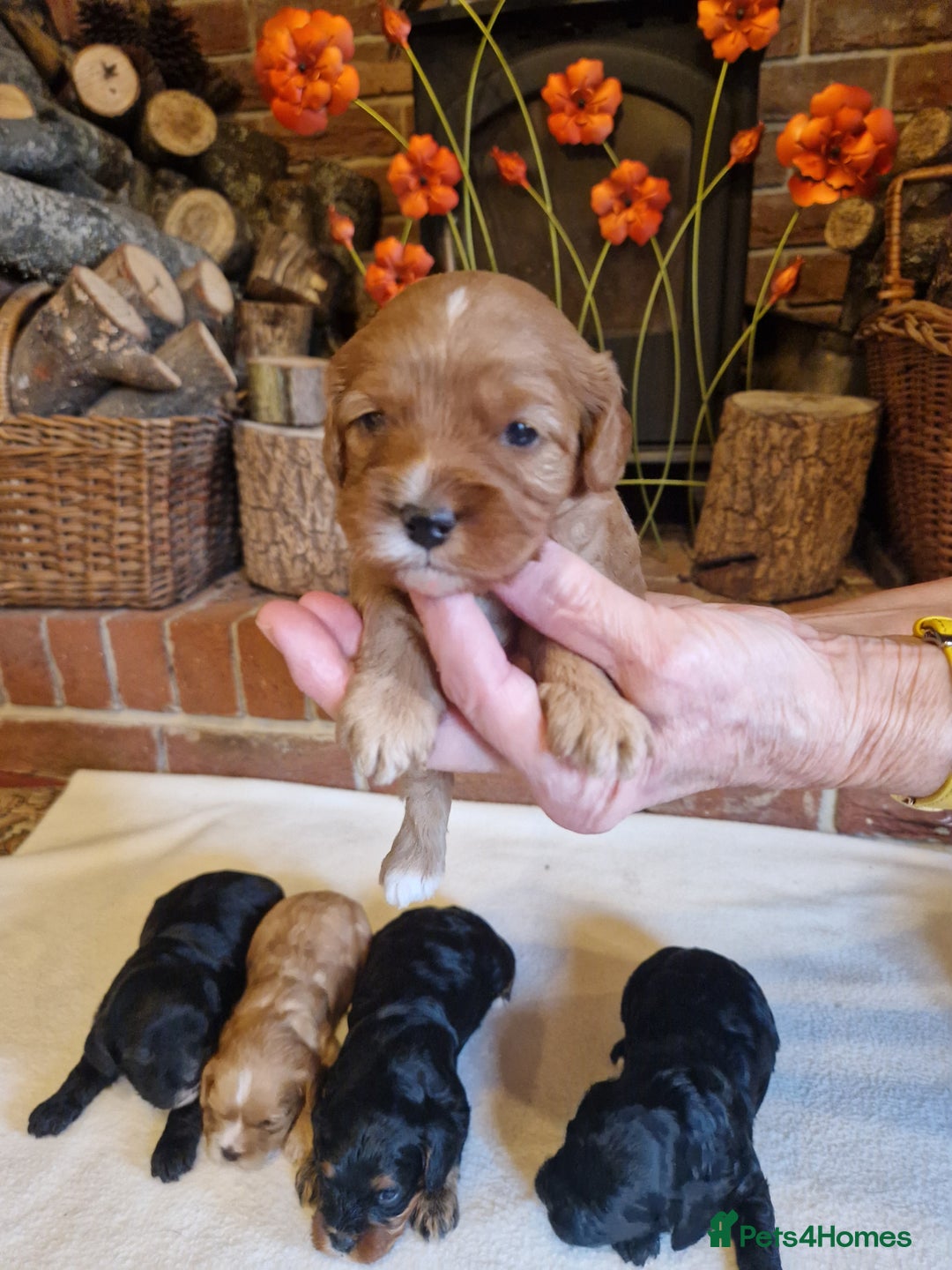 Cavapoo dogs for sale: Quality True mini Cavapoo Puppies in Eastleigh - Image 15