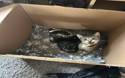 Bengal cats for sale: 3 Bengal mix kittens  - Image 24