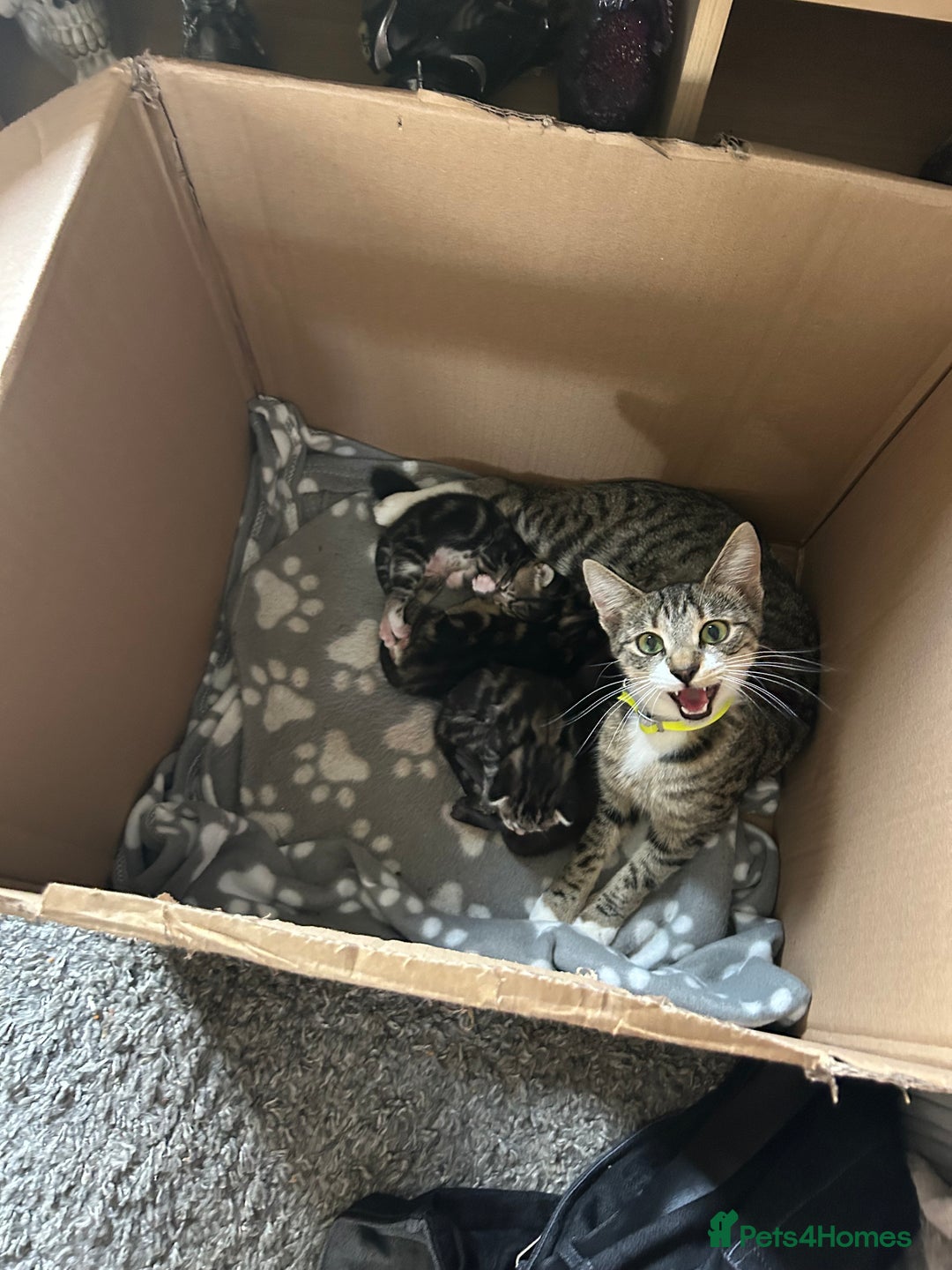 Bengal cats for sale: 3 Bengal mix kittens  - Image 24