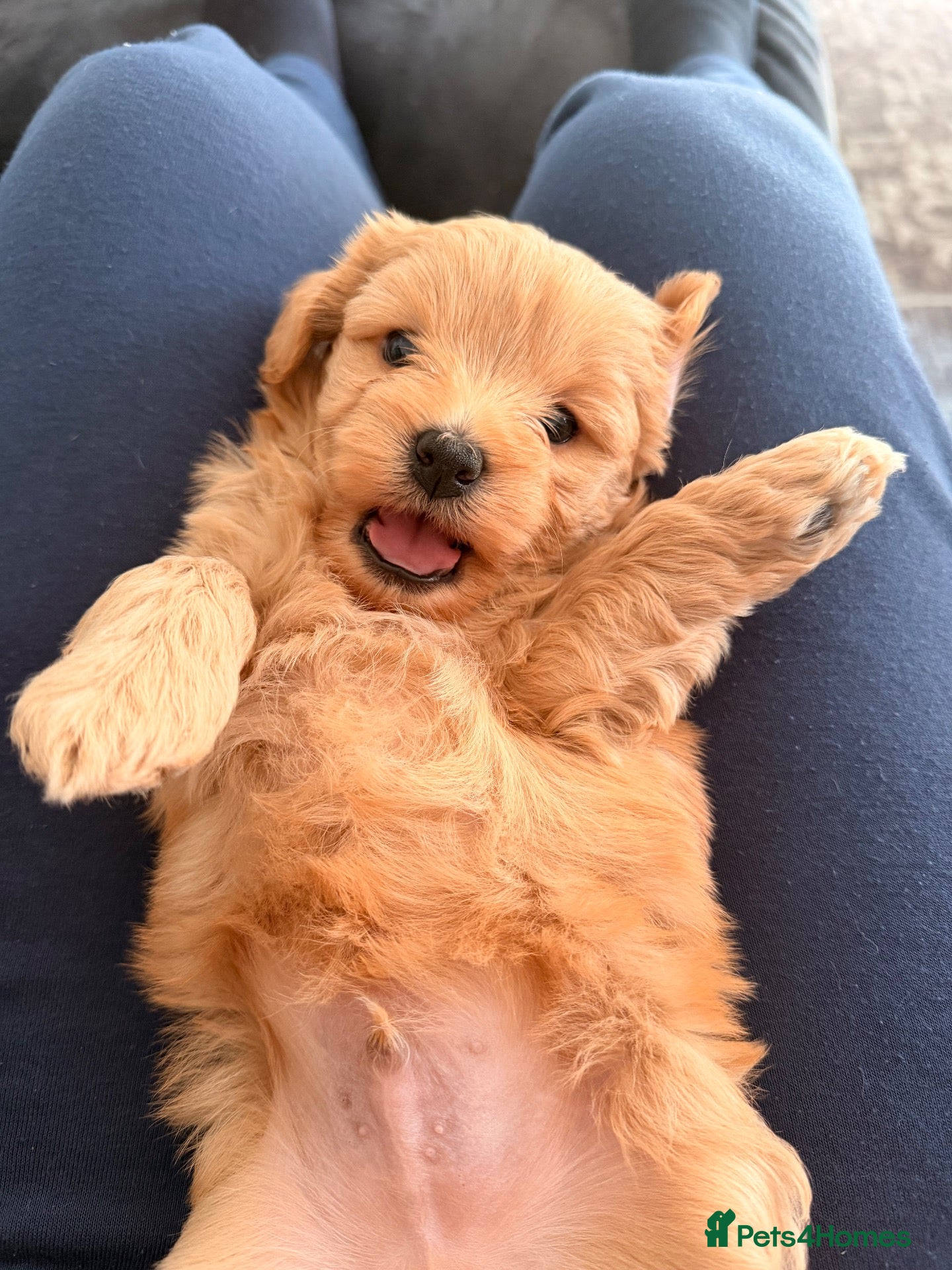 Pugapoo dogs 2 adorable boy pugapoo puppies for sale  - Advert 2