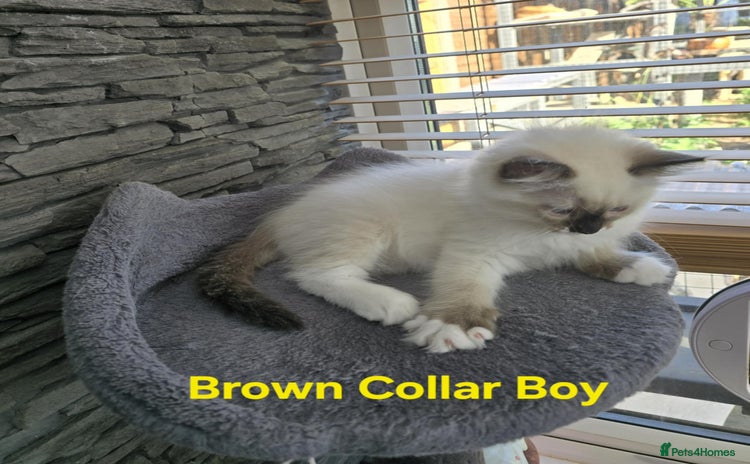 Ragdoll cats - Advert 13