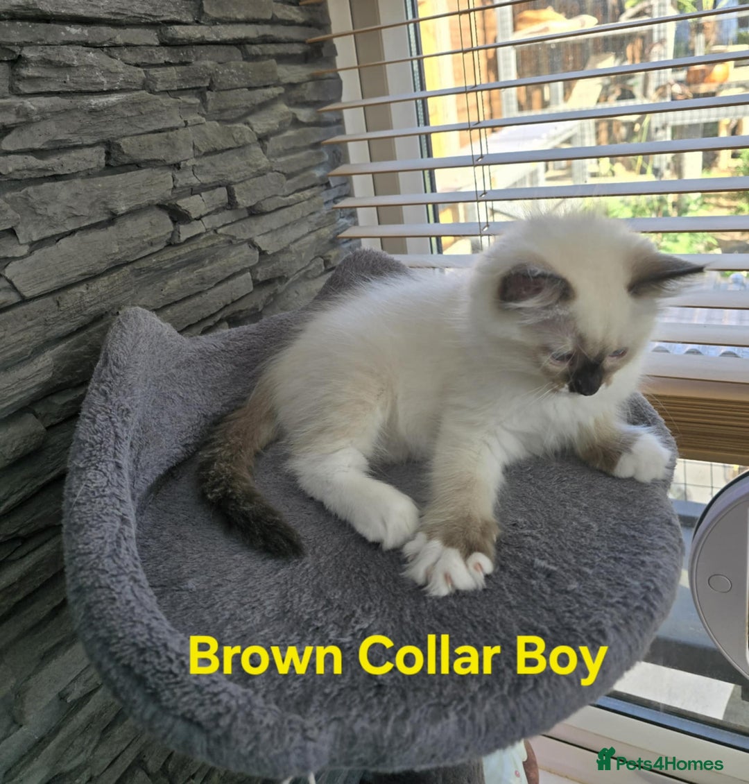 Lahore Cat Lady Last Minute Cat Boarding Persian Kittens For Sale