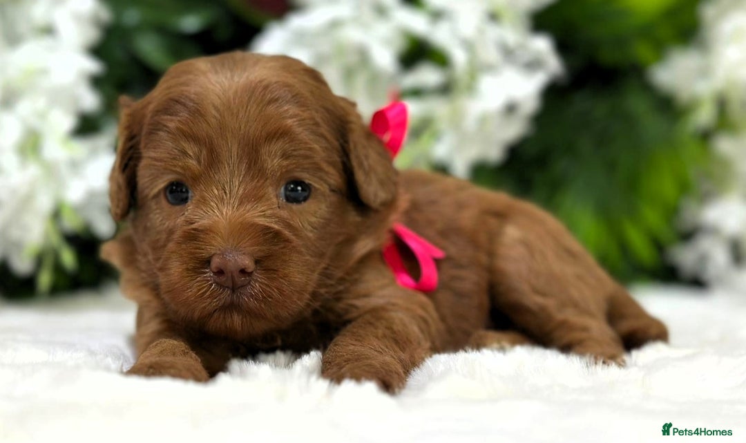 Australian Labradoodle dogs for sale: Superior Authentic Australian Labradoodle Puppies - Image 6