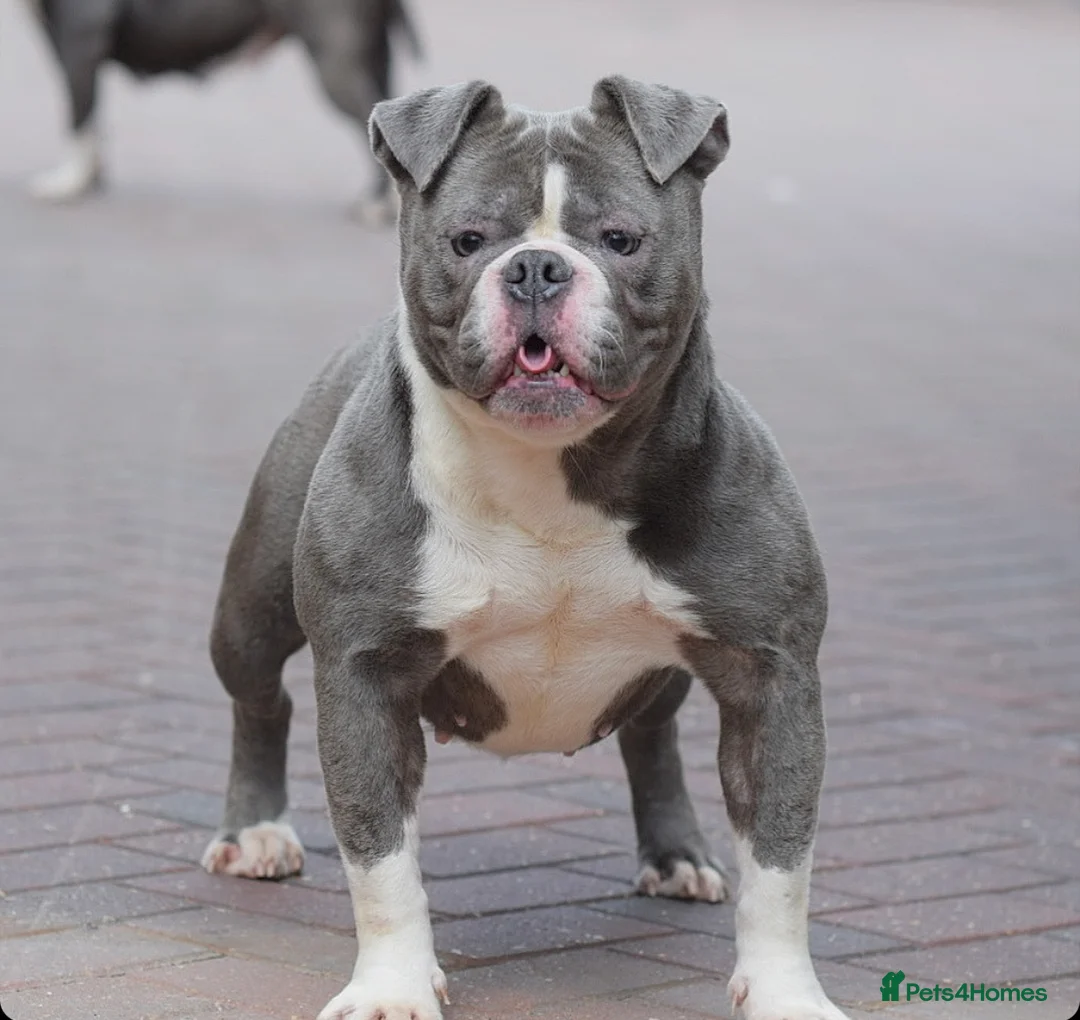 Old Tyme Bulldog dogs for sale: 23 years 5⭐️Rated Licensed professionals  - Advert 6