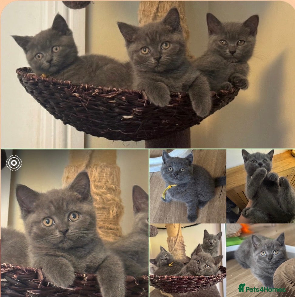 British Shorthair cats Chunky Blue British Shorthair kittens, Home-Raised - Advert 2