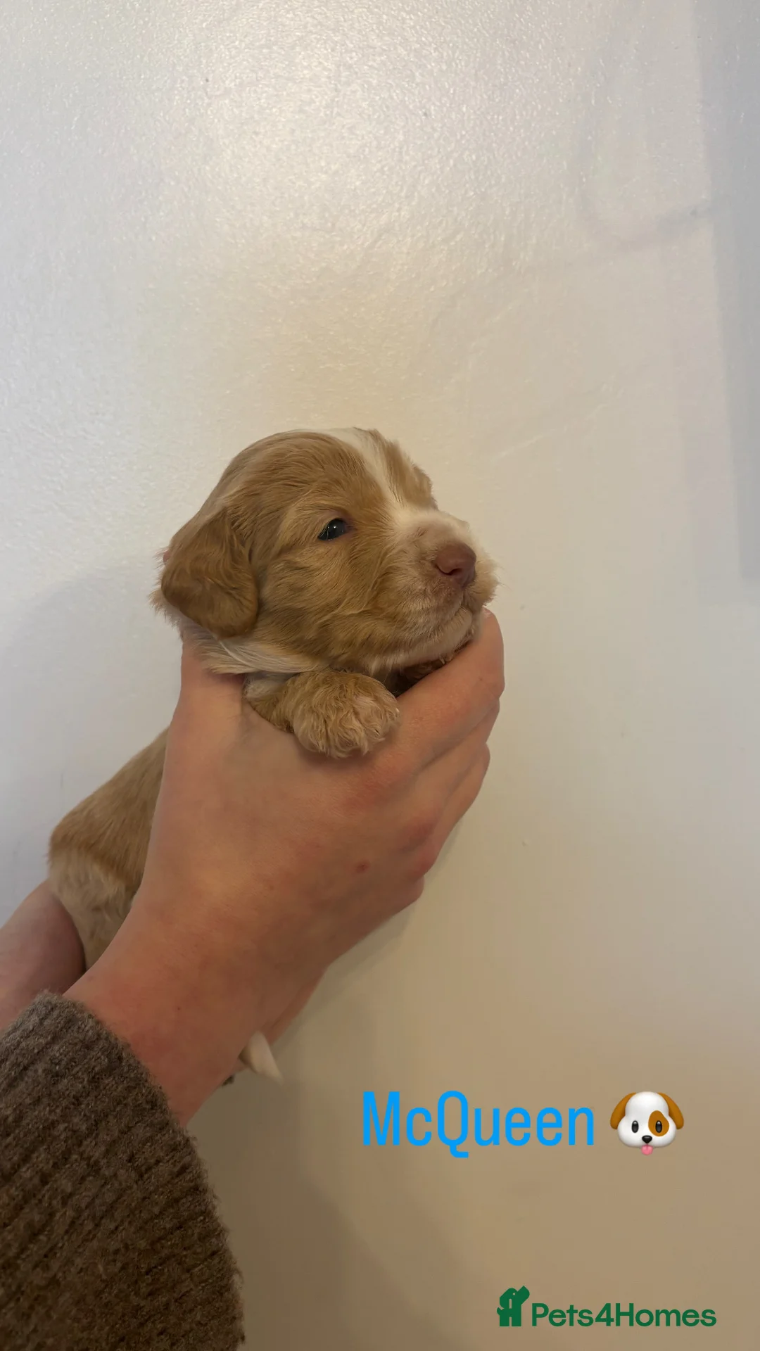 Cockapoo dogs for sale: 🐶🐾Cockapoo puppies🐶🐾 - Advert 9