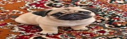 Pug dogs for sale: Pretty pug black and fawn puppies  in London - Advert 6