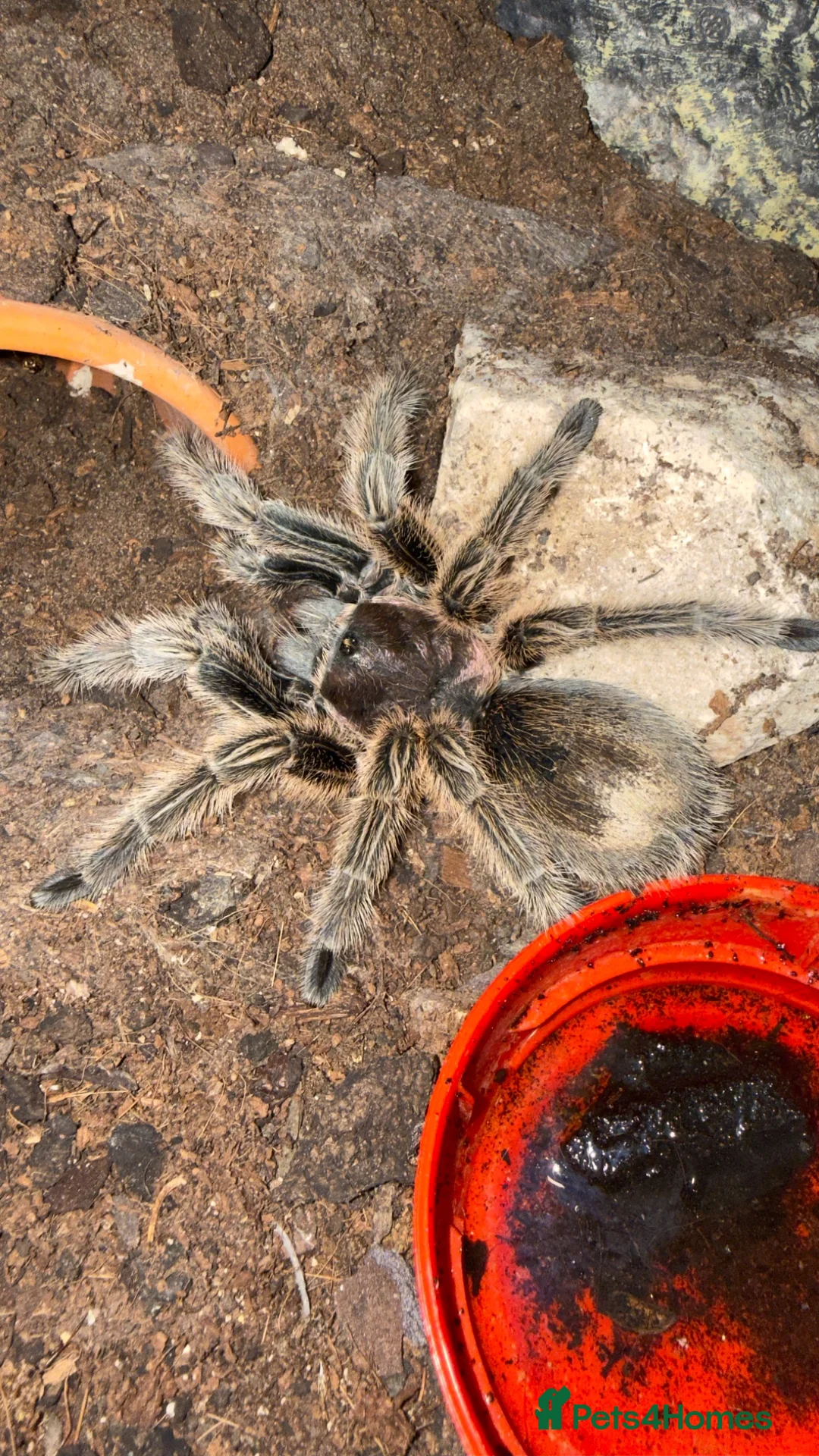 Tarantulas invertebrates for sale: AF G. Rosea  - Advert 3