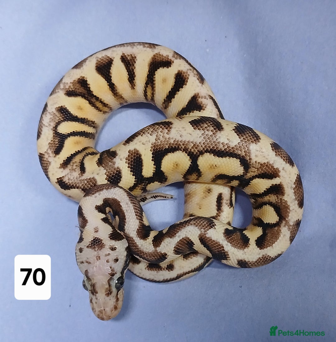 Python Snake reptiles for sale: Hatchling Royal Python's  - Image 35