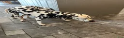 Dalmatian dogs for sale: Black and white puppies  - Advert 14