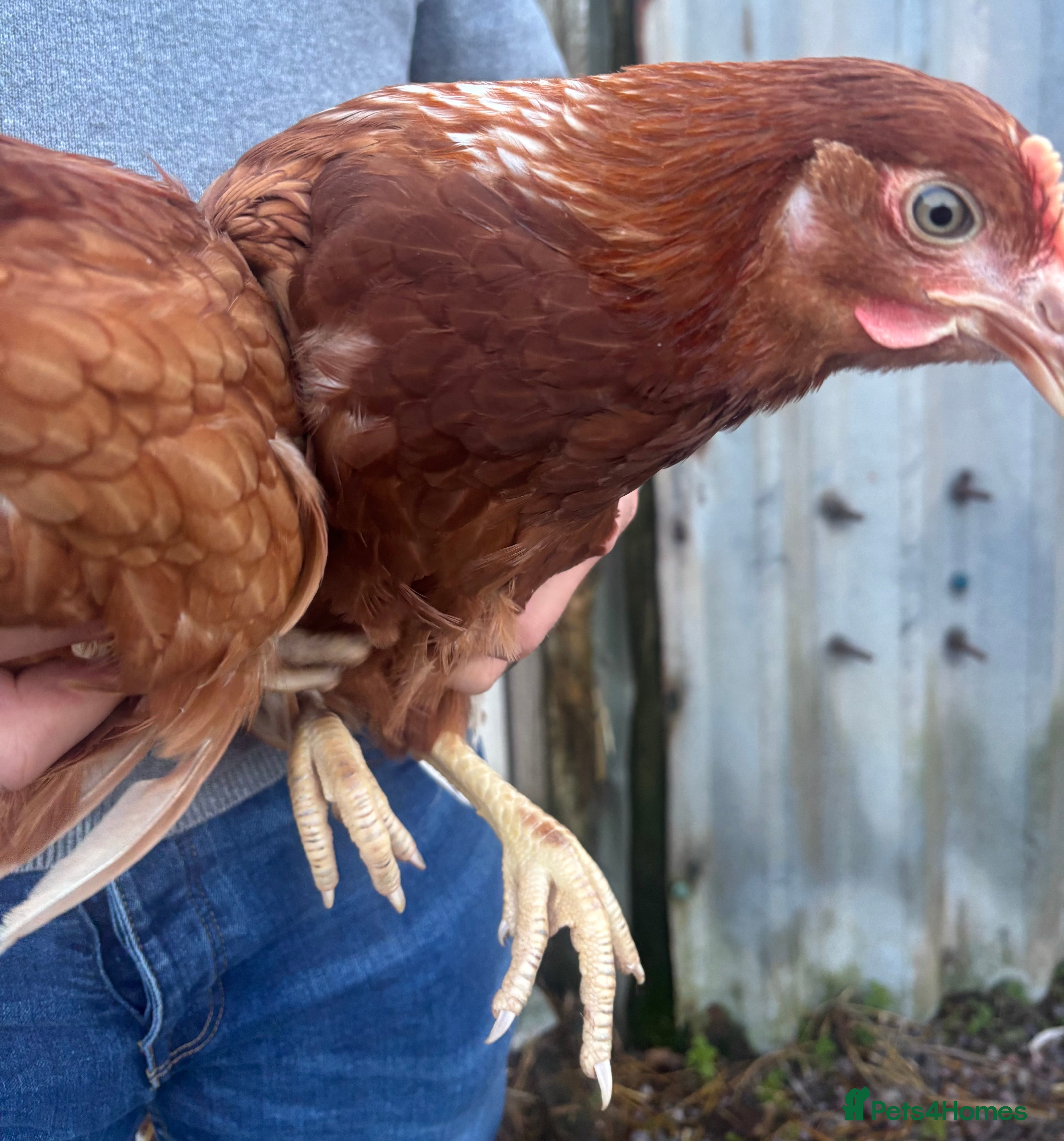 Chickens poultry 13 week old pullet chicken  - Advert 1