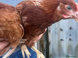 Chickens poultry 13 week old pullet chicken - Advert 11