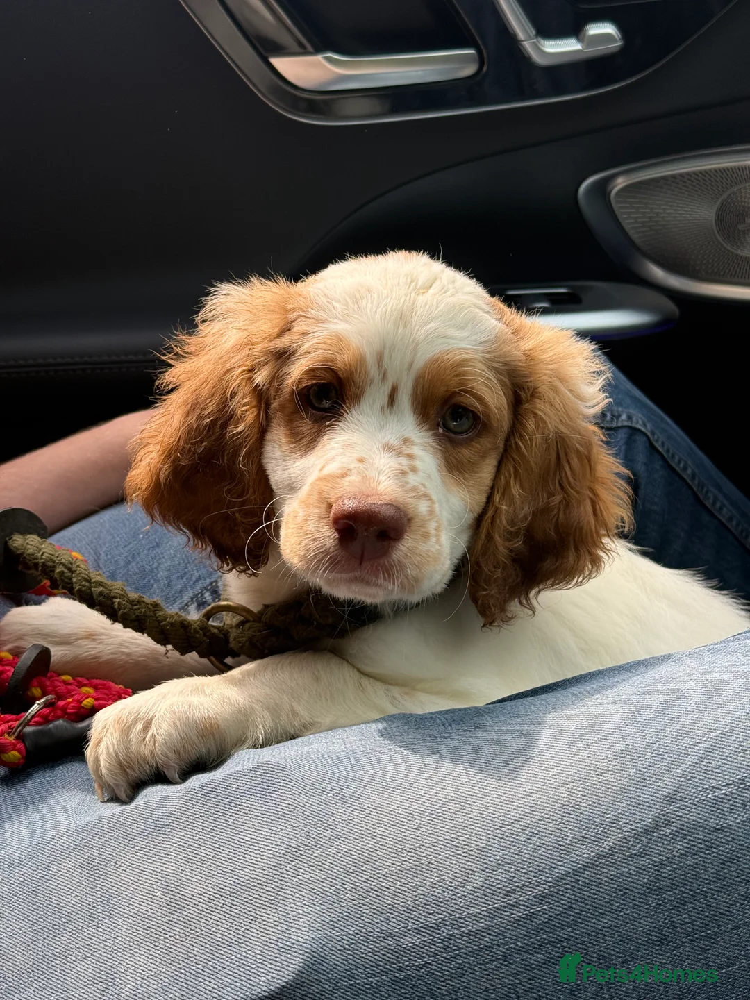 Mixed Breed dogs for sale: 1 beautiful boy Australian Labradoodle puppy left - Advert 2