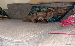 Dachshund dogs for sale: Isabelle and tan dachshund pups  - Image 19
