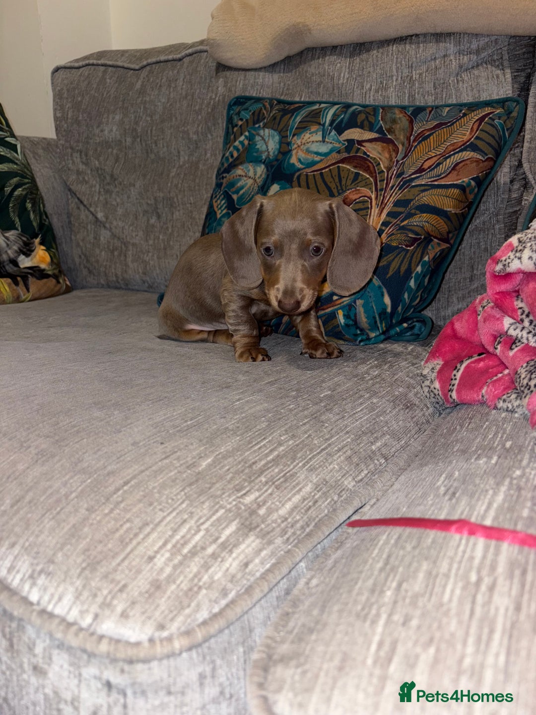 Dachshund dogs for sale: Isabelle and tan dachshund pups  - Image 19