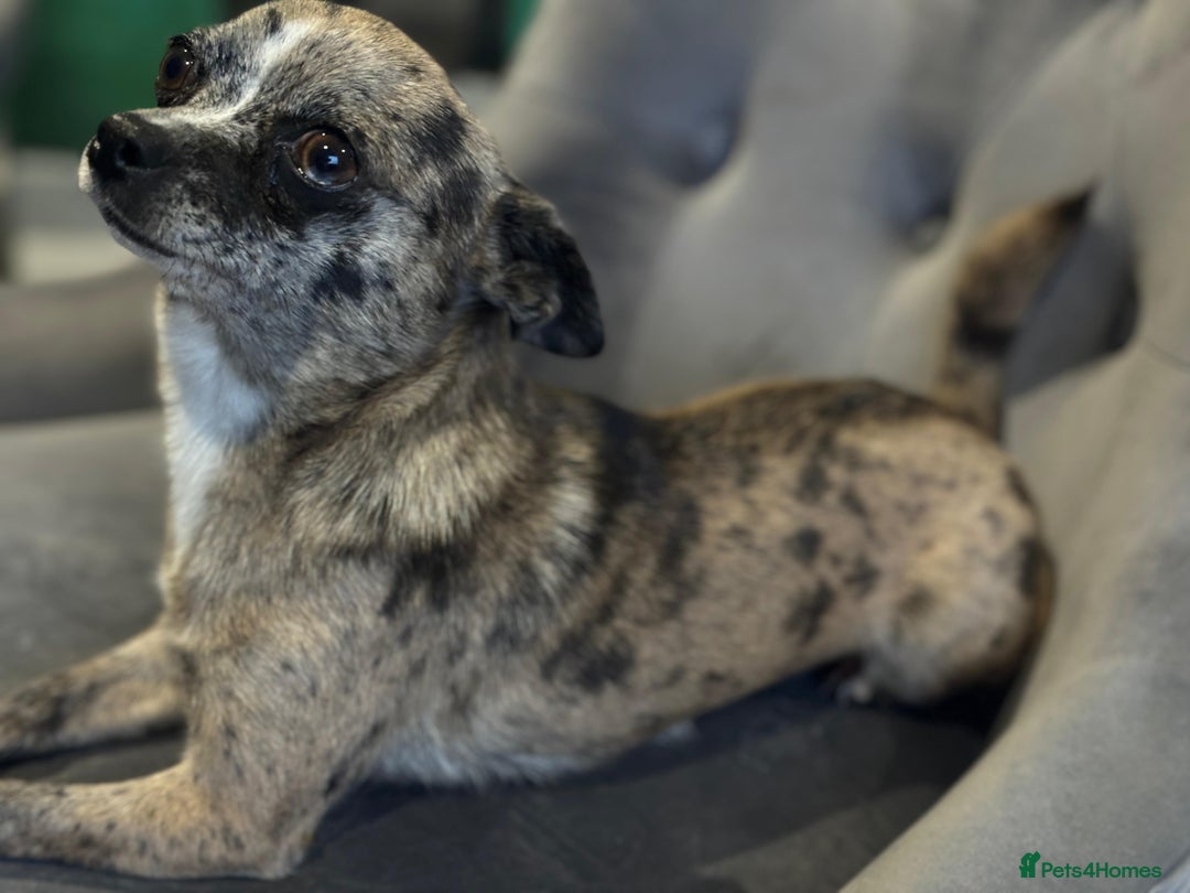 Chihuahua dogs for sale: Adult Female Merle Chihuahua  - Image 11