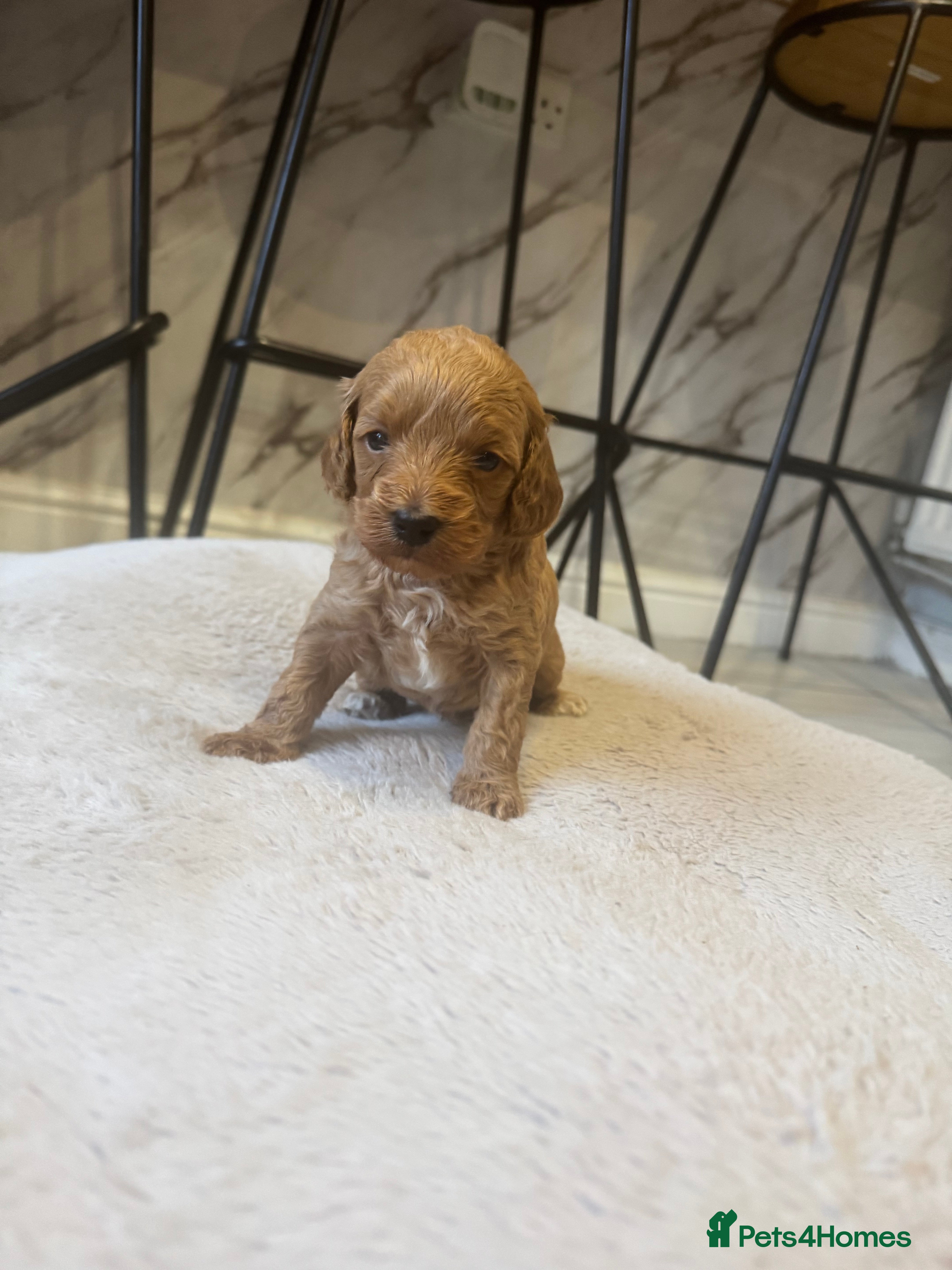 Cockapoo dogs 1 Beautiful F1bb toy cockapoo left - Advert 15