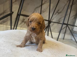 Cockapoo dogs 1 Beautiful F1bb toy cockapoo left - Advert 15