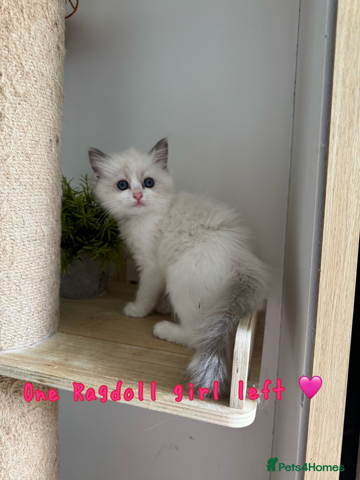 Ragdoll cats One girl left 🩷 ! Pure Bicolour ragdoll Kittens  - Advert 17