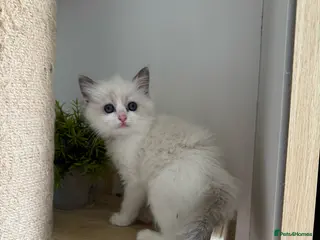 Ragdoll cats One girl left 🩷 ! Pure Bicolour ragdoll Kittens - Advert 17