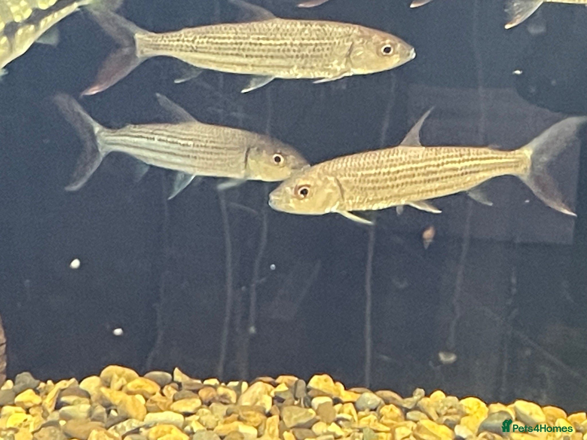 Other/Mixed Breed fish African tiger fish - Advert 2