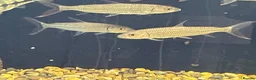 Other/Mixed Breed fish for sale: African tiger fish - Advert 2