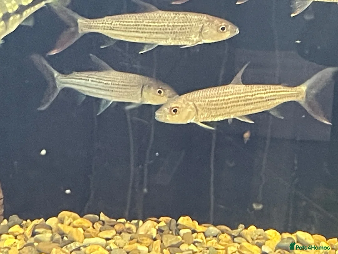 Other/Mixed Breed fish for sale: African tiger fish - Advert 2