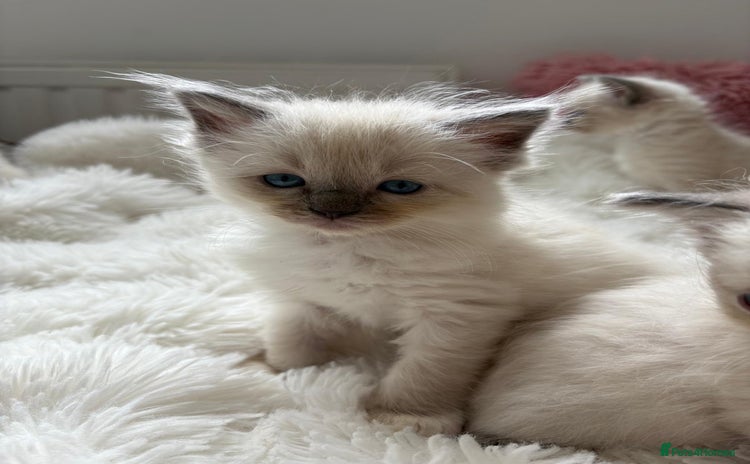 Ragdoll cats - Advert 6