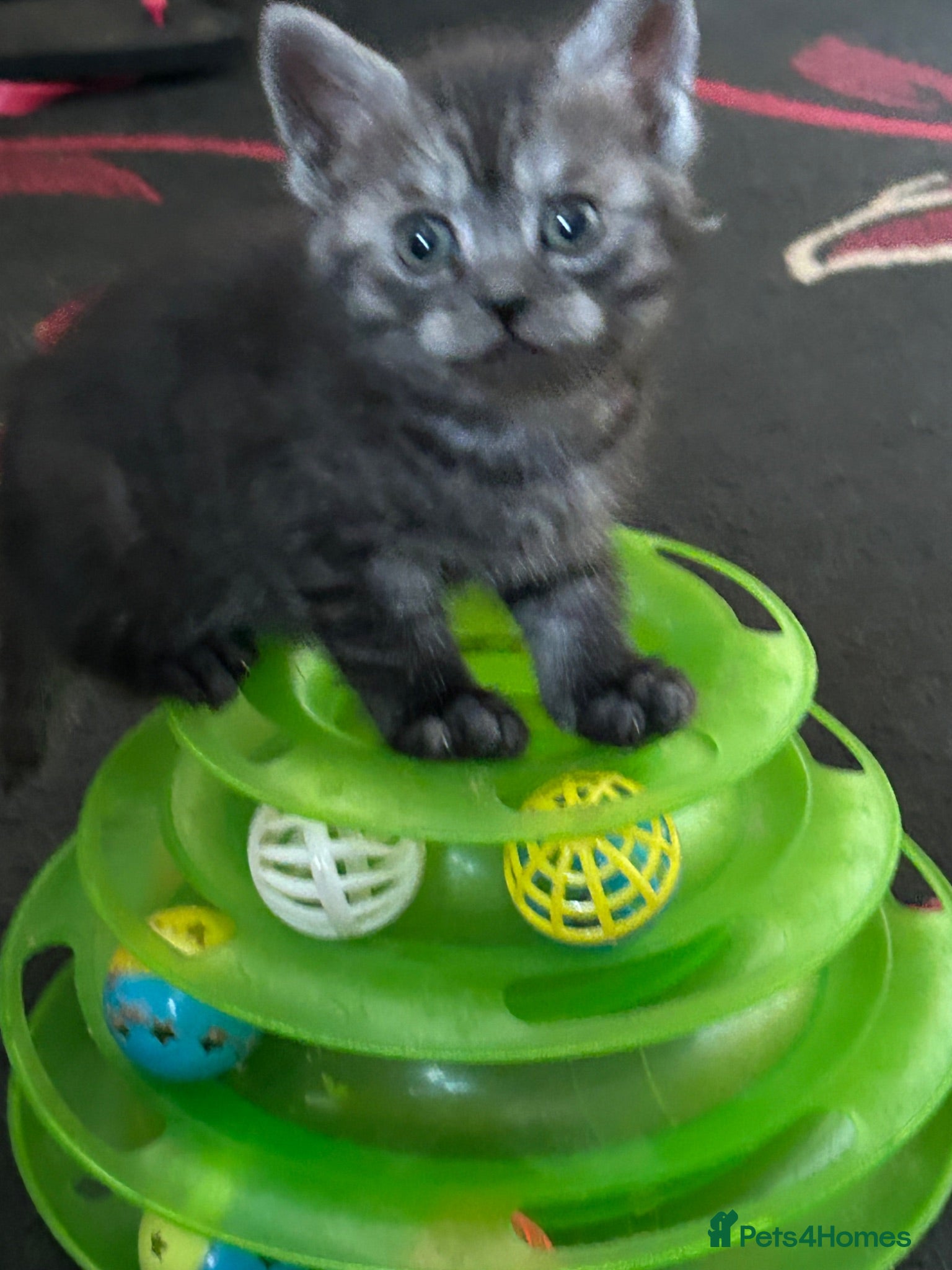 Mixed Breed cats ONLY 2 BEAUTIFUL KITTENS LEFT - Advert 1