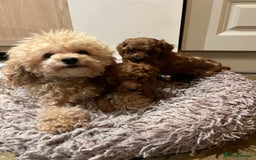 Toy Poodle dogs for sale: Adorable Deep Red KC Reg Toy Poodles  - Image 1