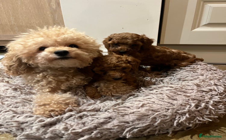Toy Poodle dogs - Advert 1