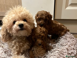 Toy Poodle dogs - Advert 1