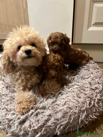 Toy Poodle dogs - Advert 1