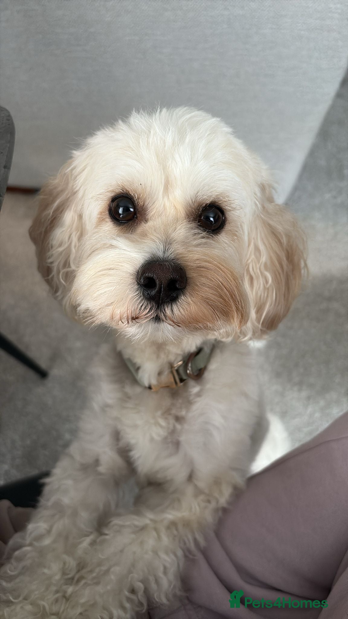 Maltipoo dogs Rio: Handsome, Gentle &amp; Ready to Stud ✨ - Advert 1