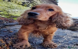 Cocker Spaniel dogs for sale: Beautiful Daisy looking for a forever home - Image 8