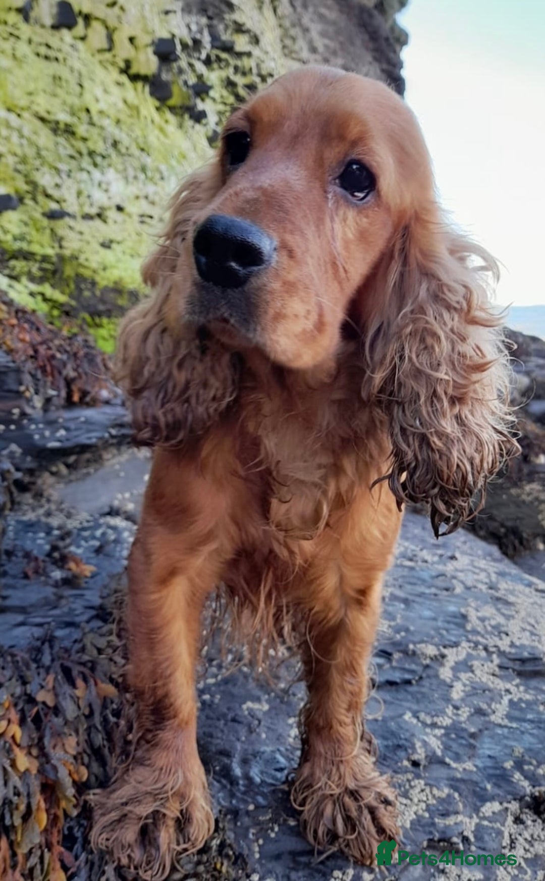 Cocker Spaniel dogs for sale: Beautiful Daisy looking for a forever home - Image 8