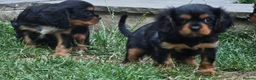 Cavalier King Charles Spaniel dogs for sale: Adorable litter of cavalier puppies - Advert 3