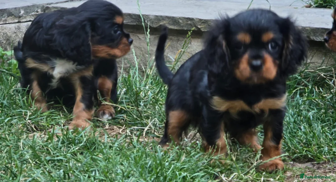 Cavalier King Charles Spaniel dogs for sale: Adorable litter of cavalier puppies - Advert 3