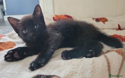 Mixed Breed cats for sale: 3 beautiful kittens. - Image 6