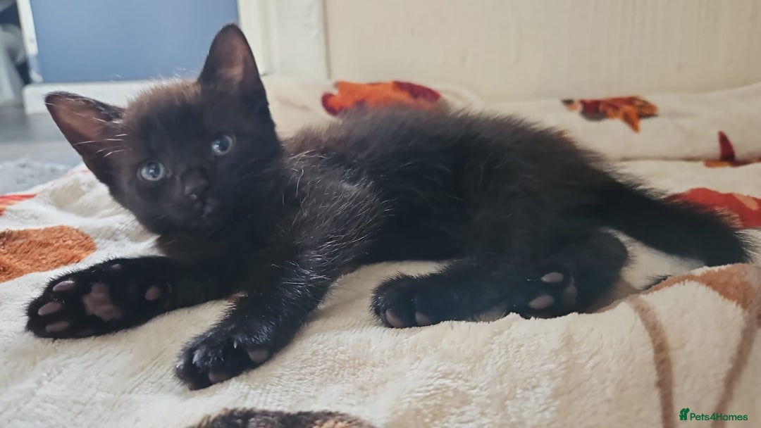Mixed Breed cats for sale: 3 beautiful kittens. - Image 6