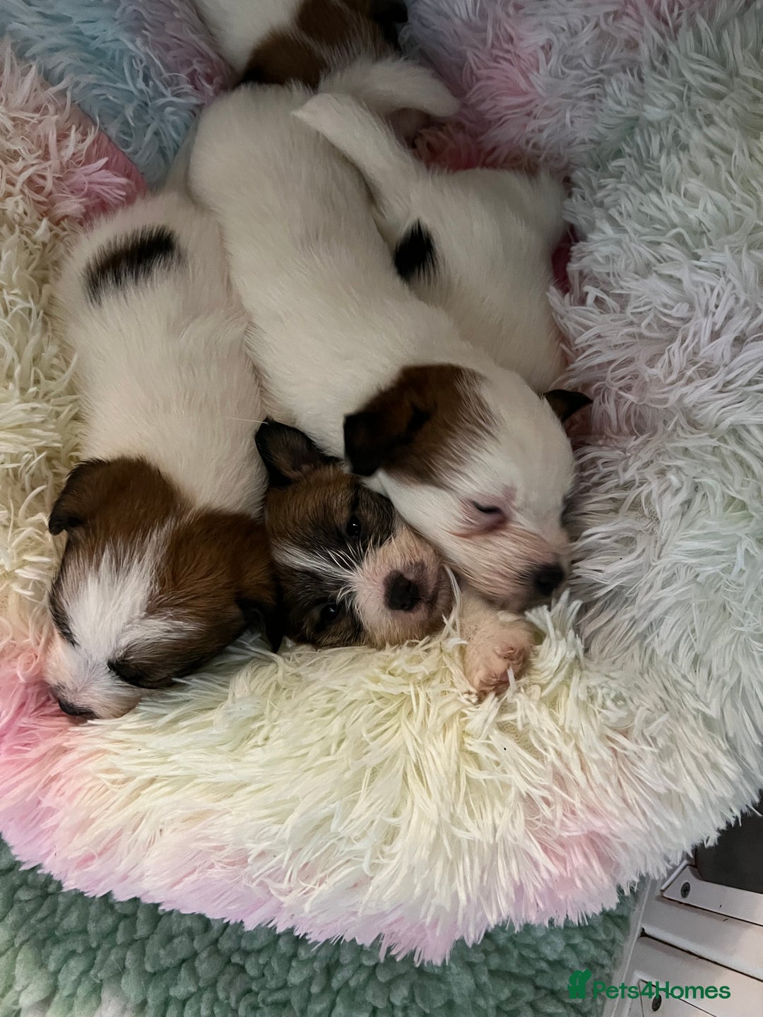 Jack Russell dogs for sale: KC registered rough coated JR pups - Advert 26