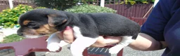 Jack Russell dogs for sale: Tri coloured JackRussell Terriers for sale - Advert 6