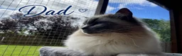 Ragdoll cats for sale: Beautiful Ragdoll kittens - Advert 6