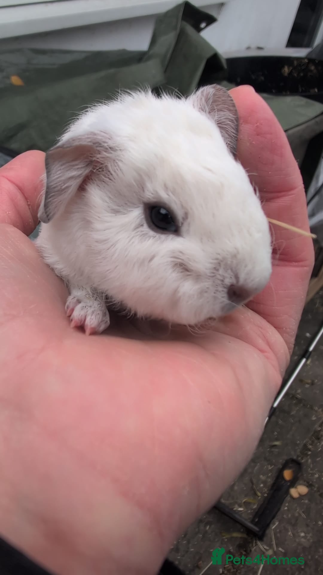 Guinea Pig rodents for sale: Guinea pigs for rehoming  - Advert 1