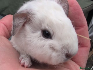 Guinea Pig rodents Guinea pigs for rehoming - Advert 2