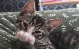 European cats for sale: 6 Kittens ready to find their new homes!! - Image 12