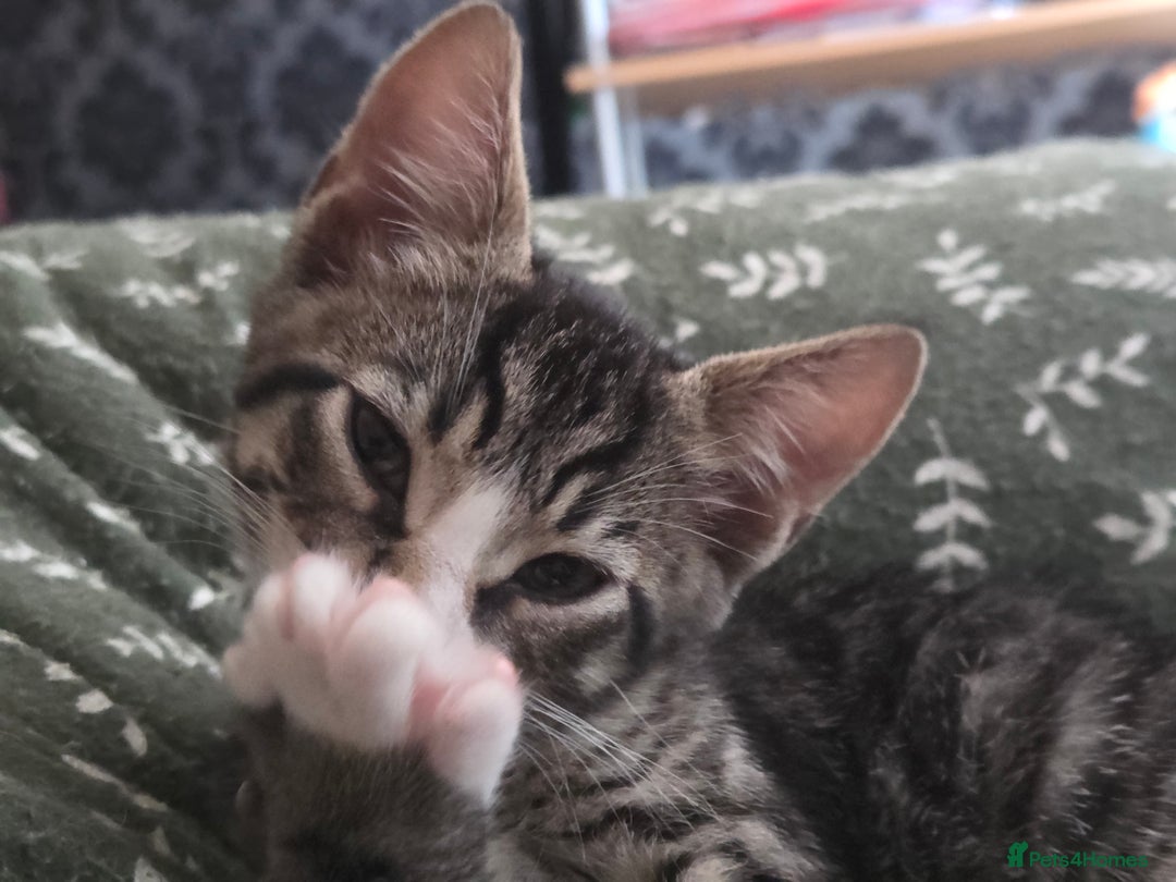 European cats for sale: 6 Kittens ready to find their new homes!! - Image 12