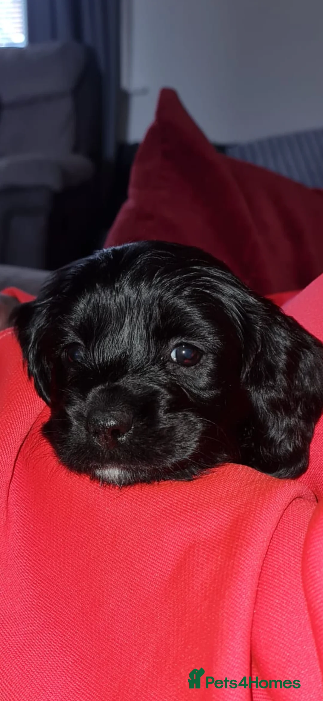 Mixed Breed dogs for sale: Beautiful Cavapoo puppies  - Advert 32