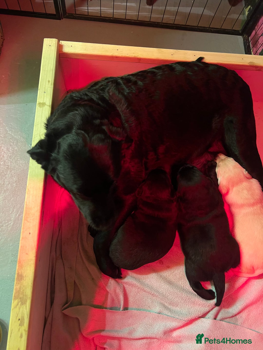 Labrador Retriever dogs for sale: KC Registered Royal Bloodline Puppies - Advert 15