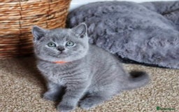 British Shorthair cats for stud: 💙 Rare cinnamon fawn blue studs East Midlands 💙 in Derby - Image 11
